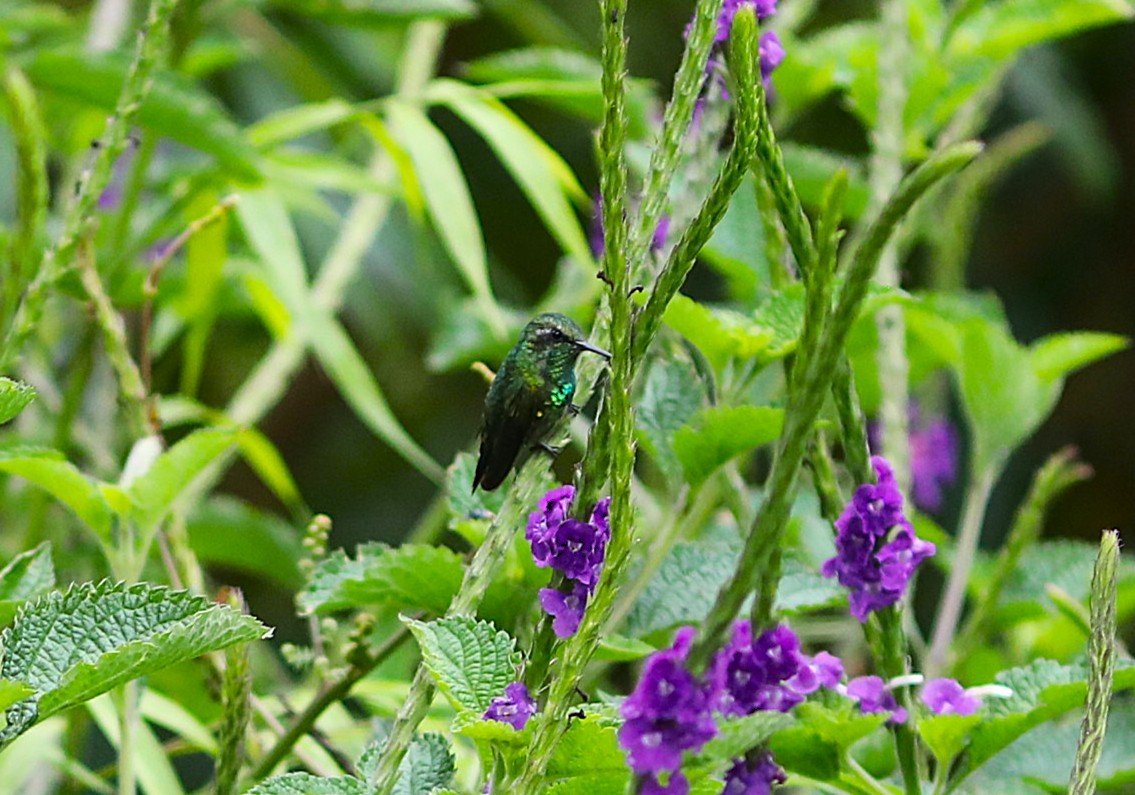 Short-tailed Emerald - ML632021160