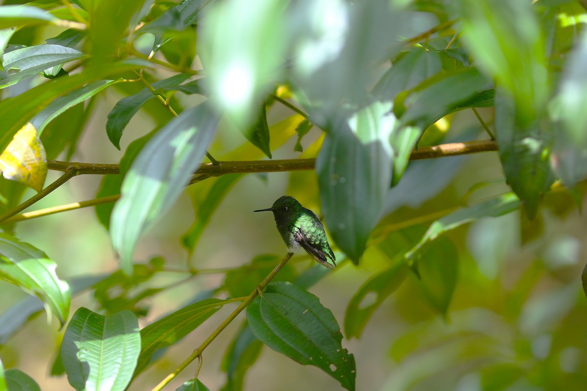 Short-tailed Emerald - ML632021161