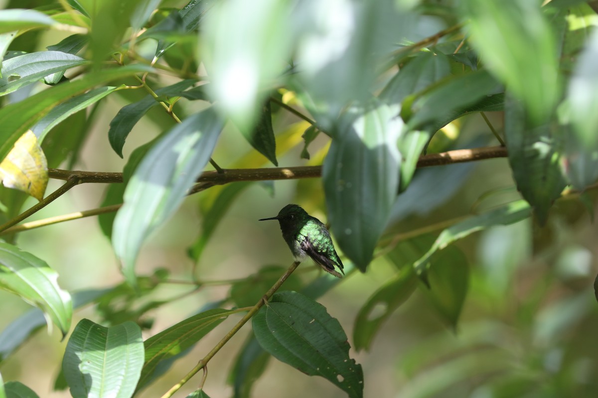 Short-tailed Emerald - ML632021162