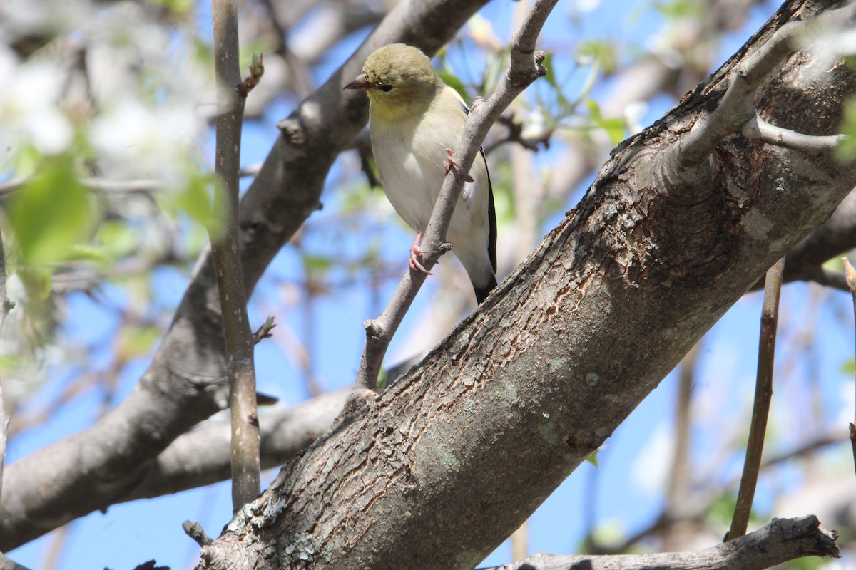 American Goldfinch - ML632021229