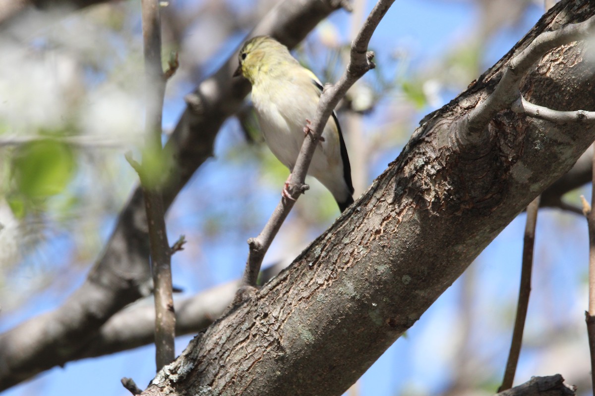 American Goldfinch - ML632021230