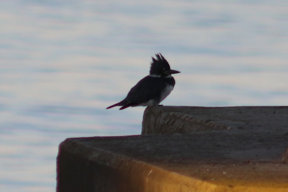 Belted Kingfisher - ML632021316