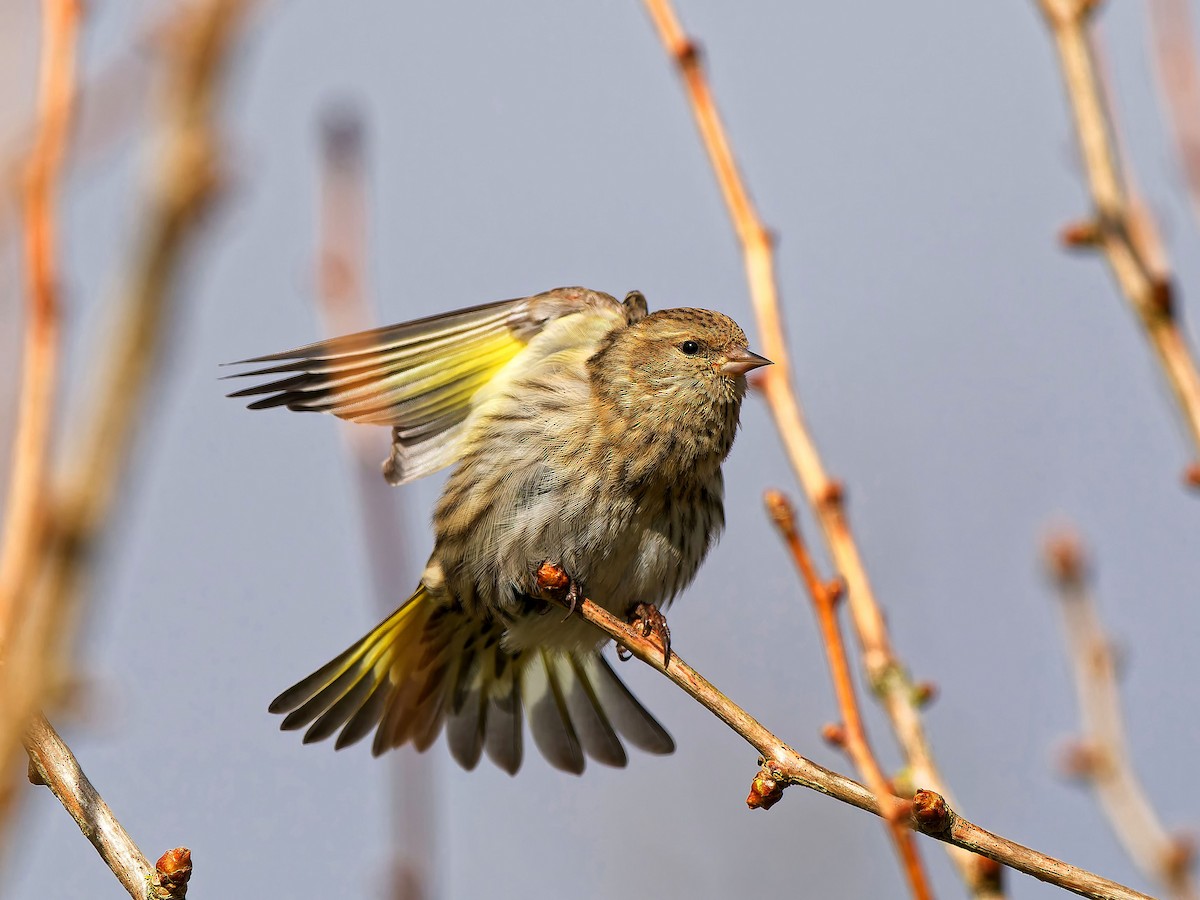 Pine Siskin - ML632021400