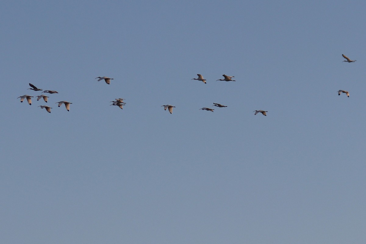 White Ibis - ML632021507