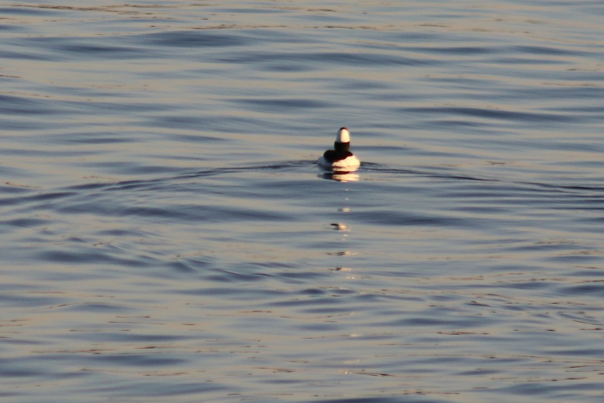 Bufflehead - ML632021665