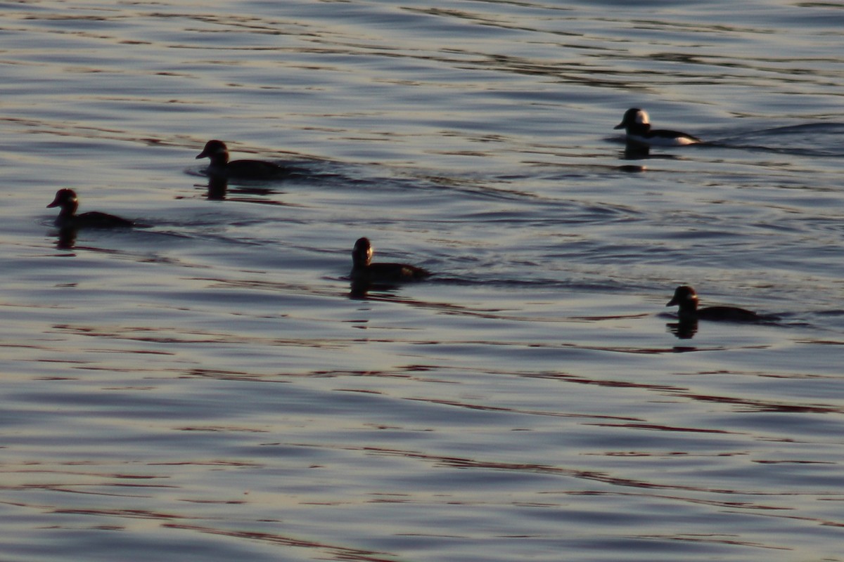 Bufflehead - ML632021675