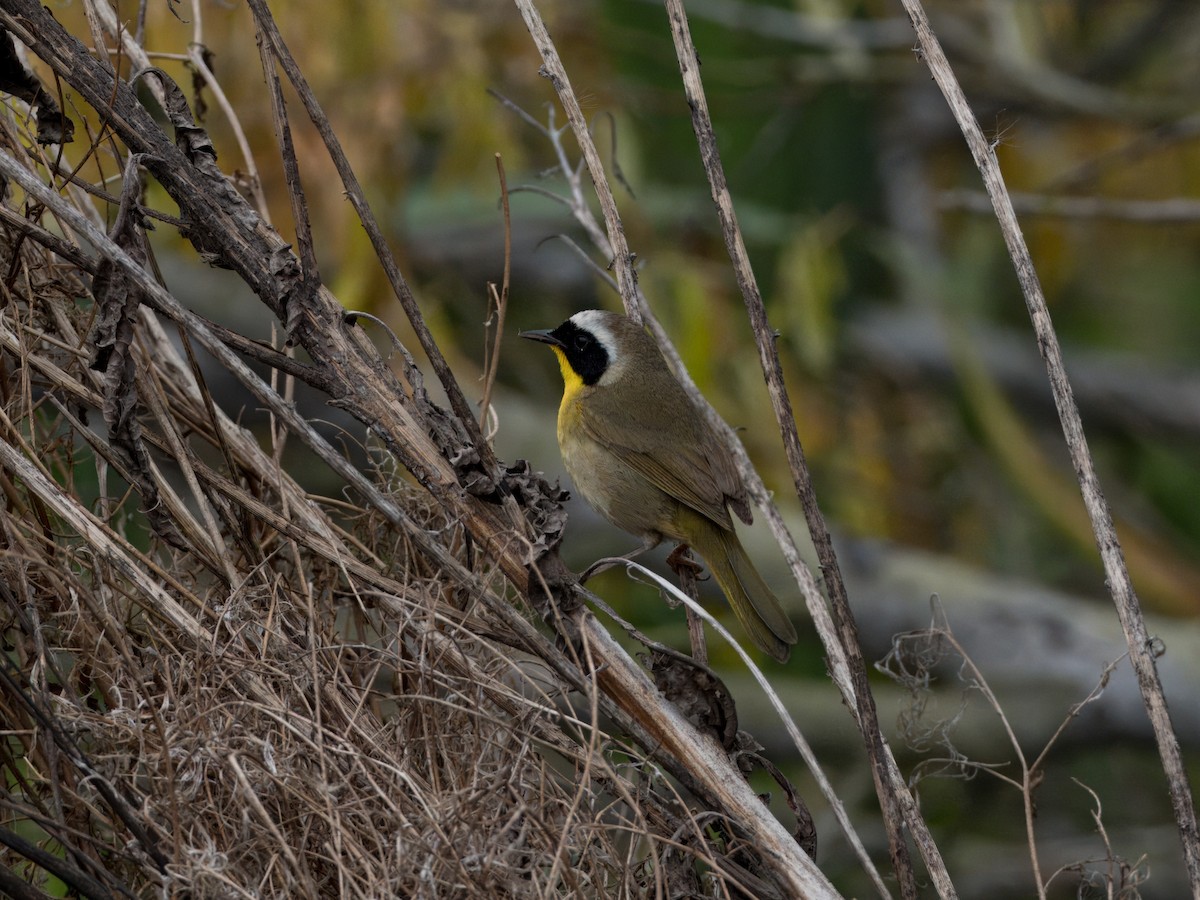 Common Yellowthroat - ML632021782