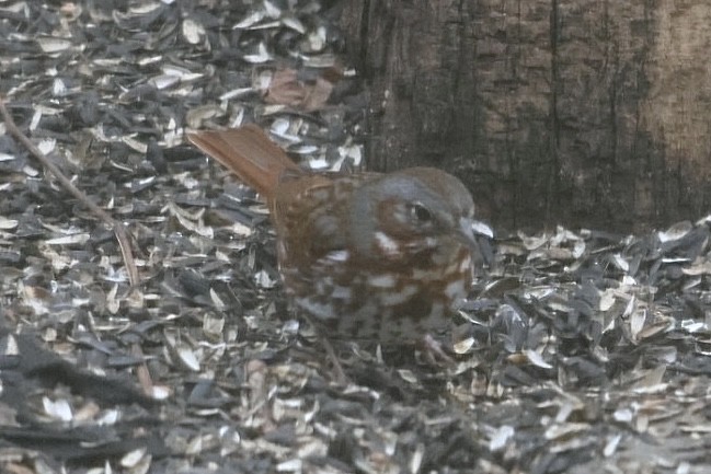 Fox Sparrow - ML632021808