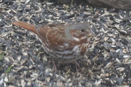 Fox Sparrow - ML632021809
