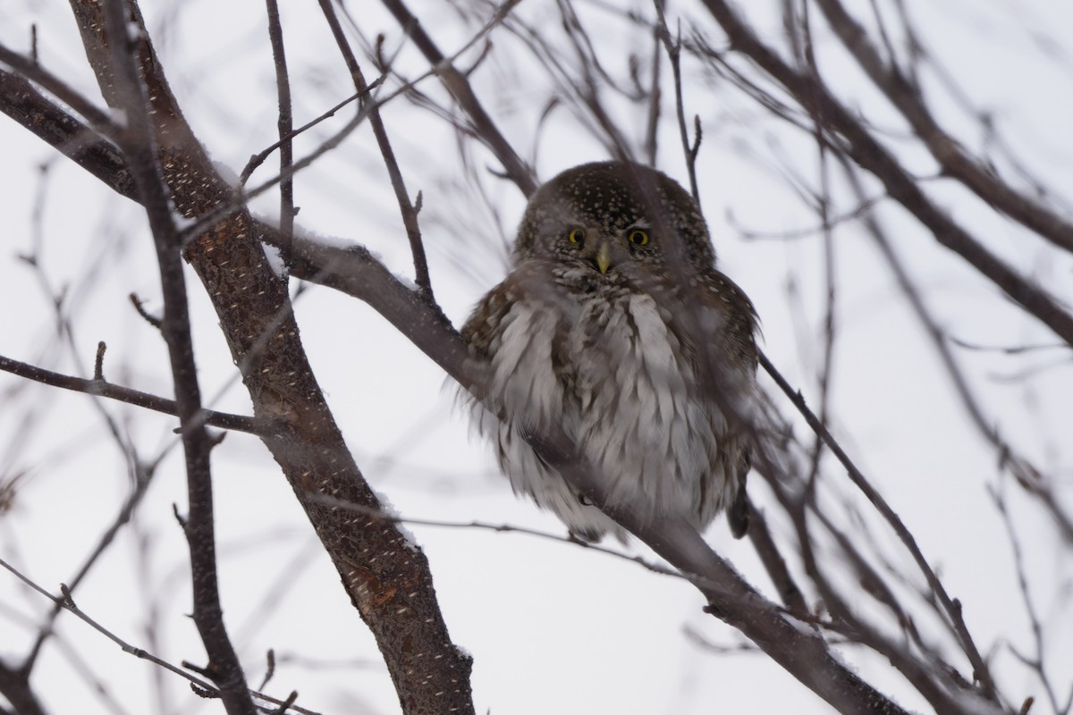 kulíšek nejmenší - ML632021935