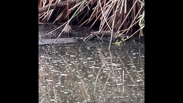 Australian Crake - ML632022147