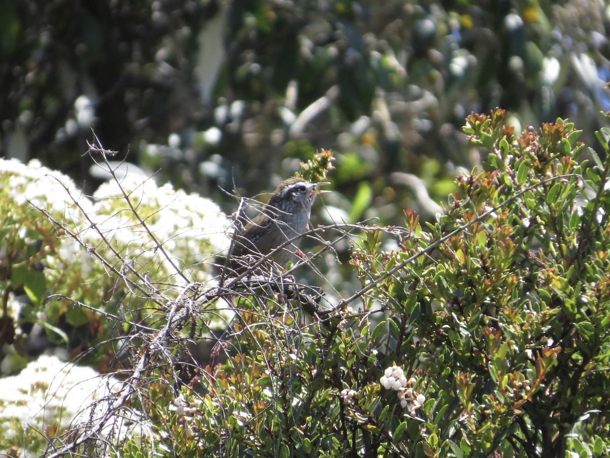 Timberline Wren - ML632022519