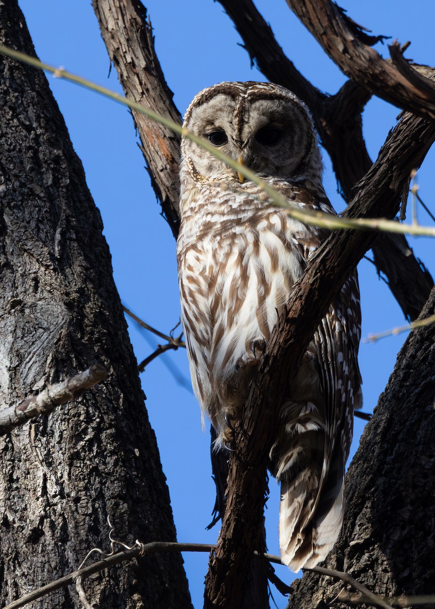 Barred Owl - ML632022661