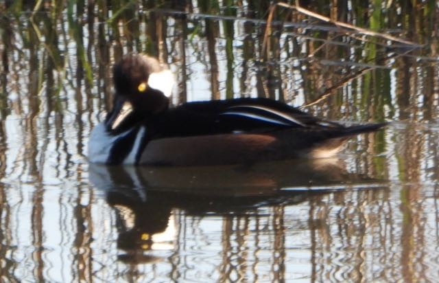 Hooded Merganser - ML632022742