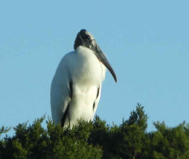 Wood Stork - ML632022760