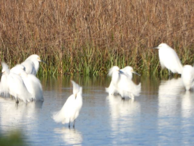 Snowy Egret - ML632022778