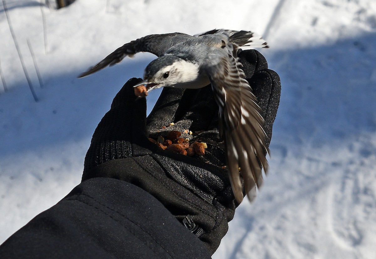 White-breasted Nuthatch - ML632022961