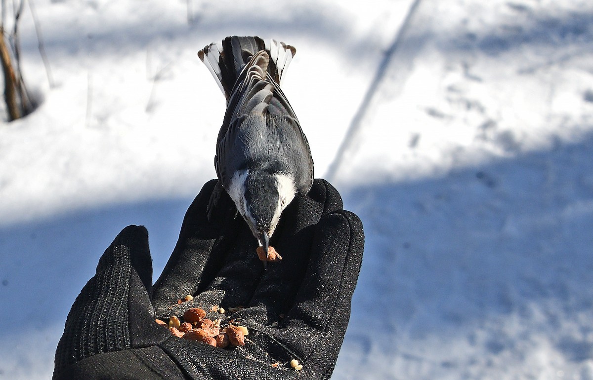 White-breasted Nuthatch - ML632022962