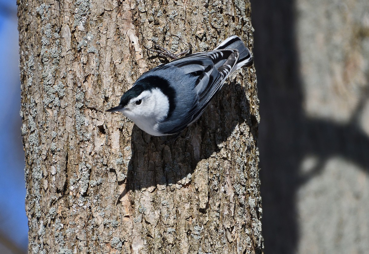 White-breasted Nuthatch - ML632022963