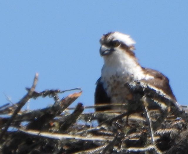 Osprey - ML632023087