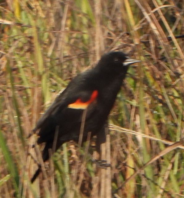 Red-winged Blackbird - ML632023093