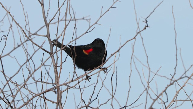 Red-winged Blackbird - ML632023122