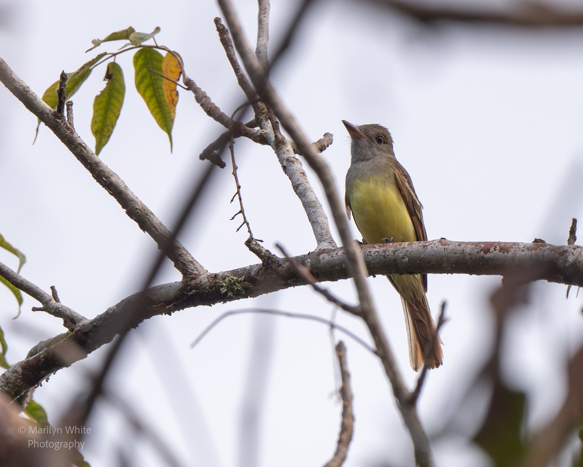 Great Crested Flycatcher - ML632023202