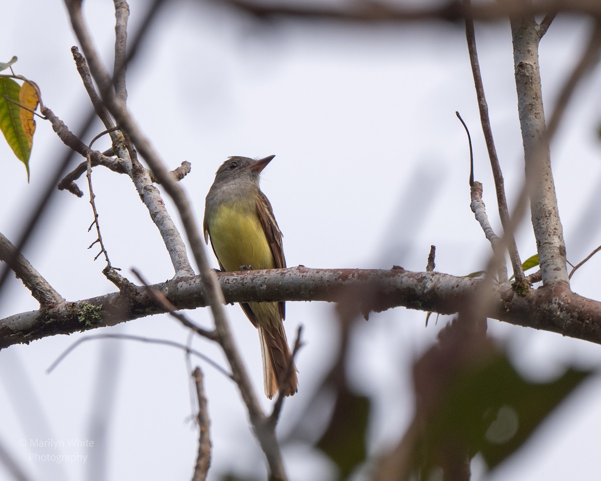 Great Crested Flycatcher - ML632023203