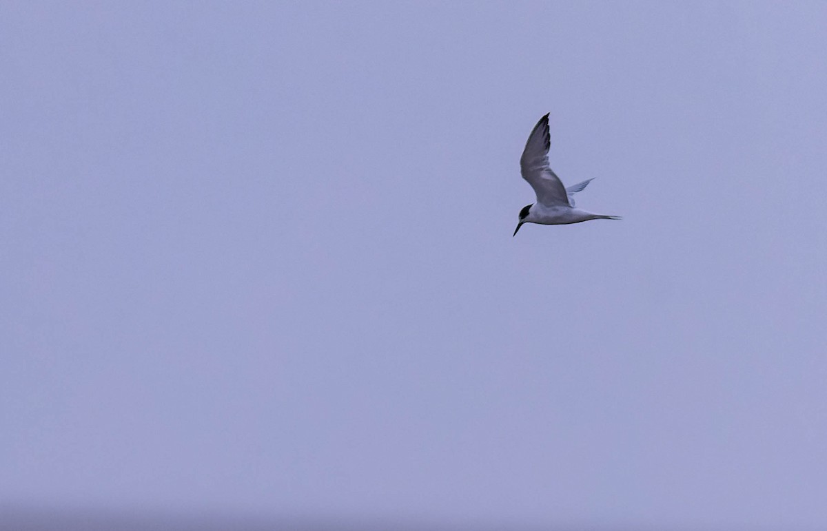 Common Tern - ML632023270