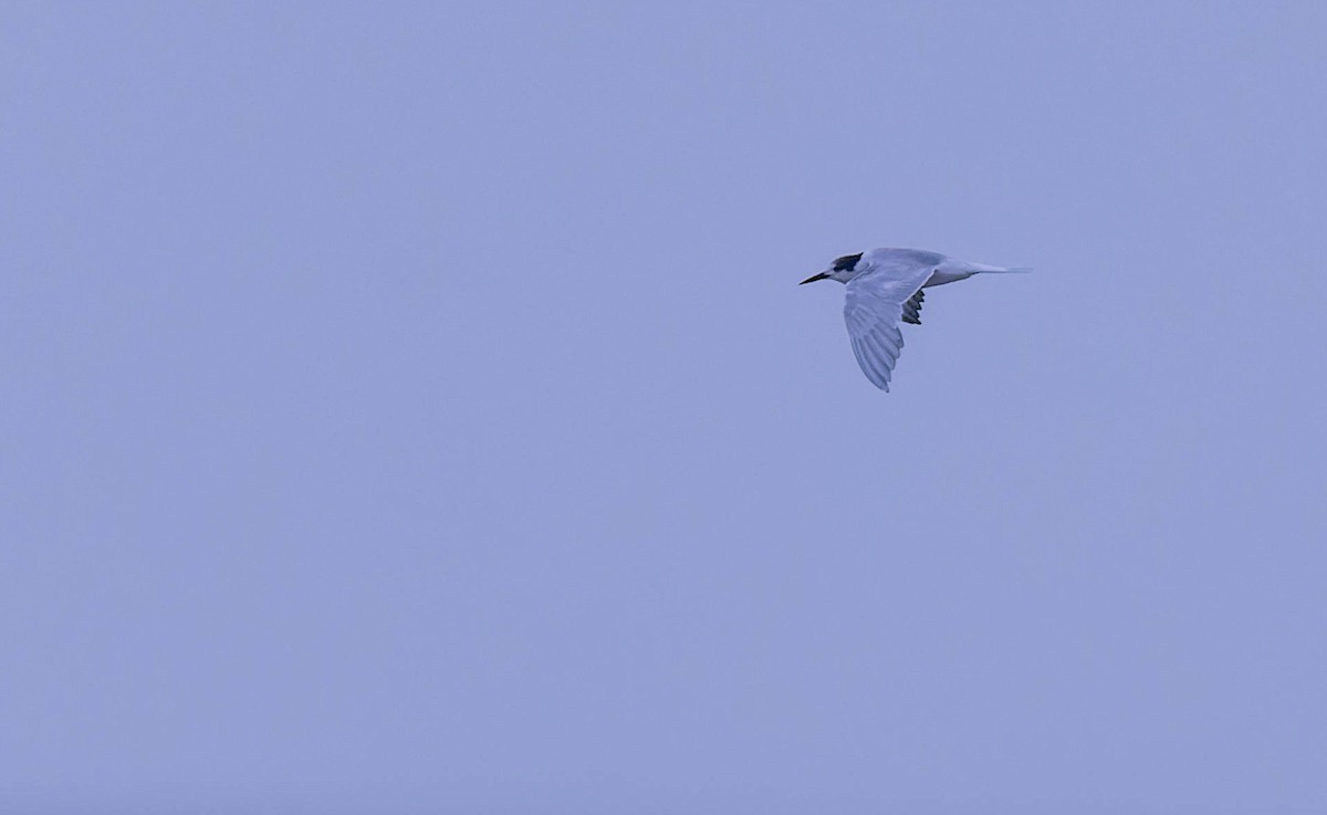Common Tern - ML632023271