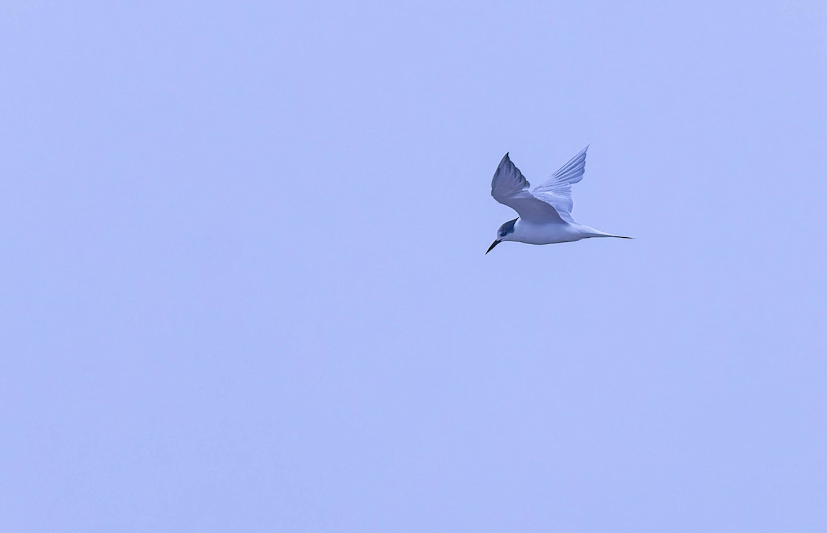 Common Tern - ML632023291