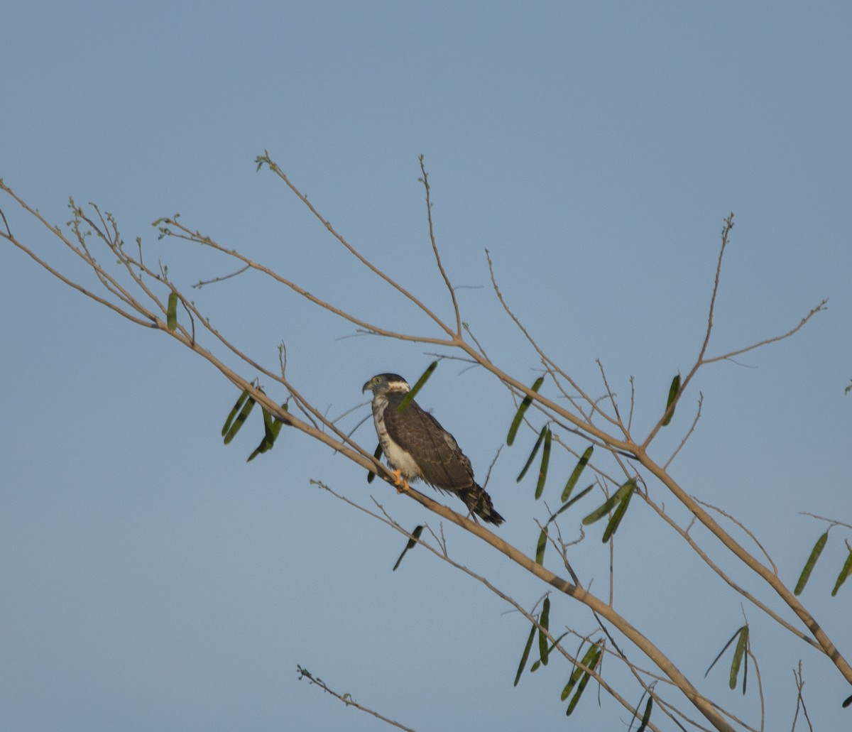 Hook-billed Kite - ML632023568