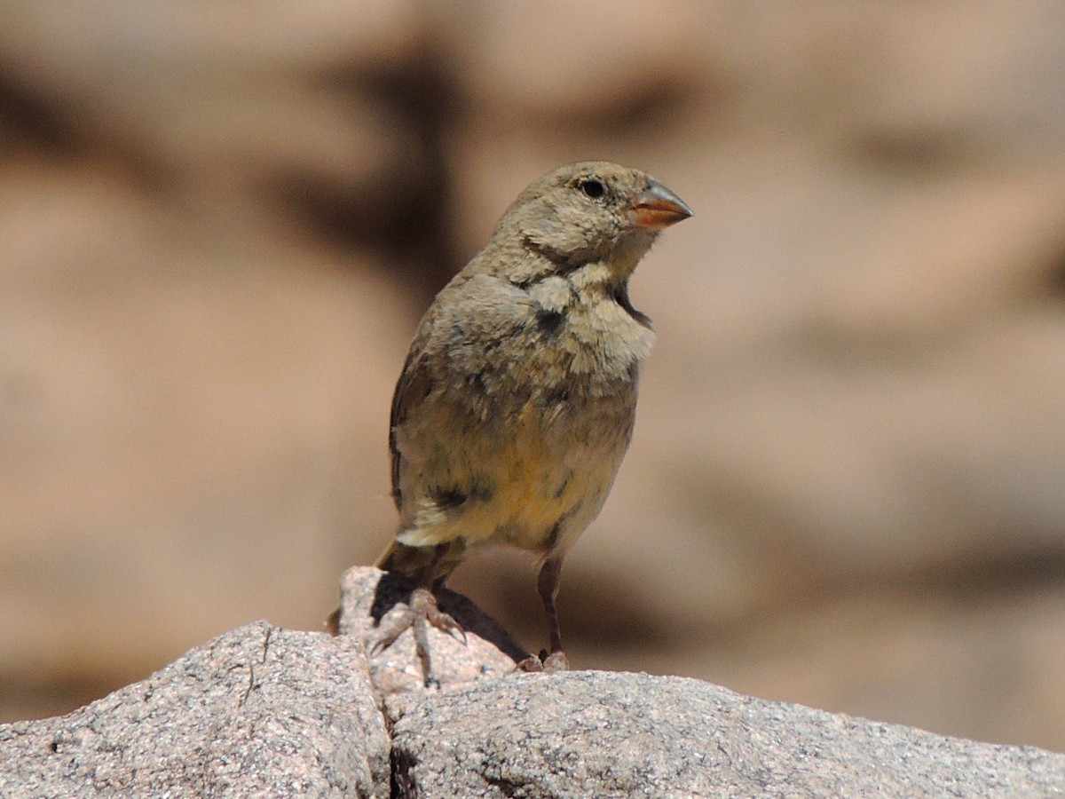 Greenish Yellow-Finch - ML632023692