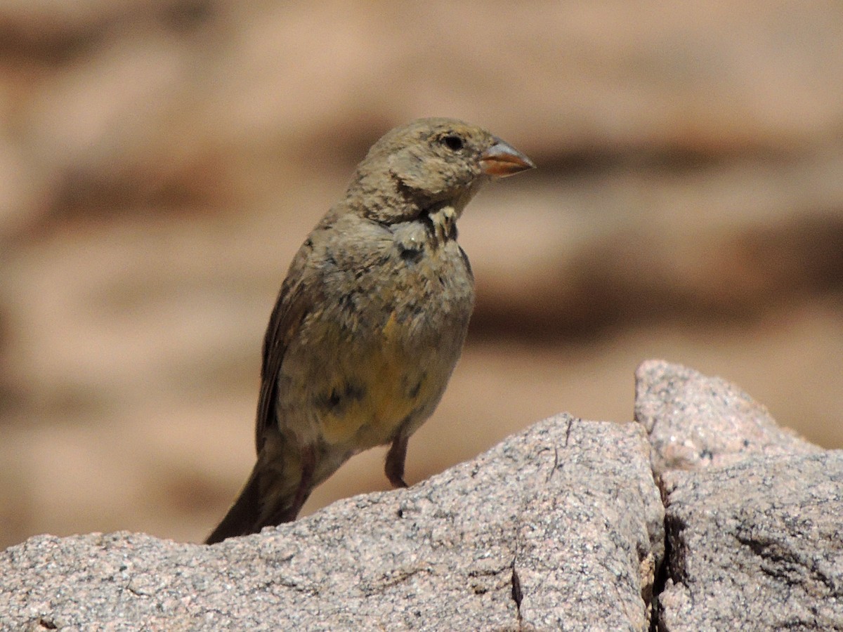 Greenish Yellow-Finch - ML632023694