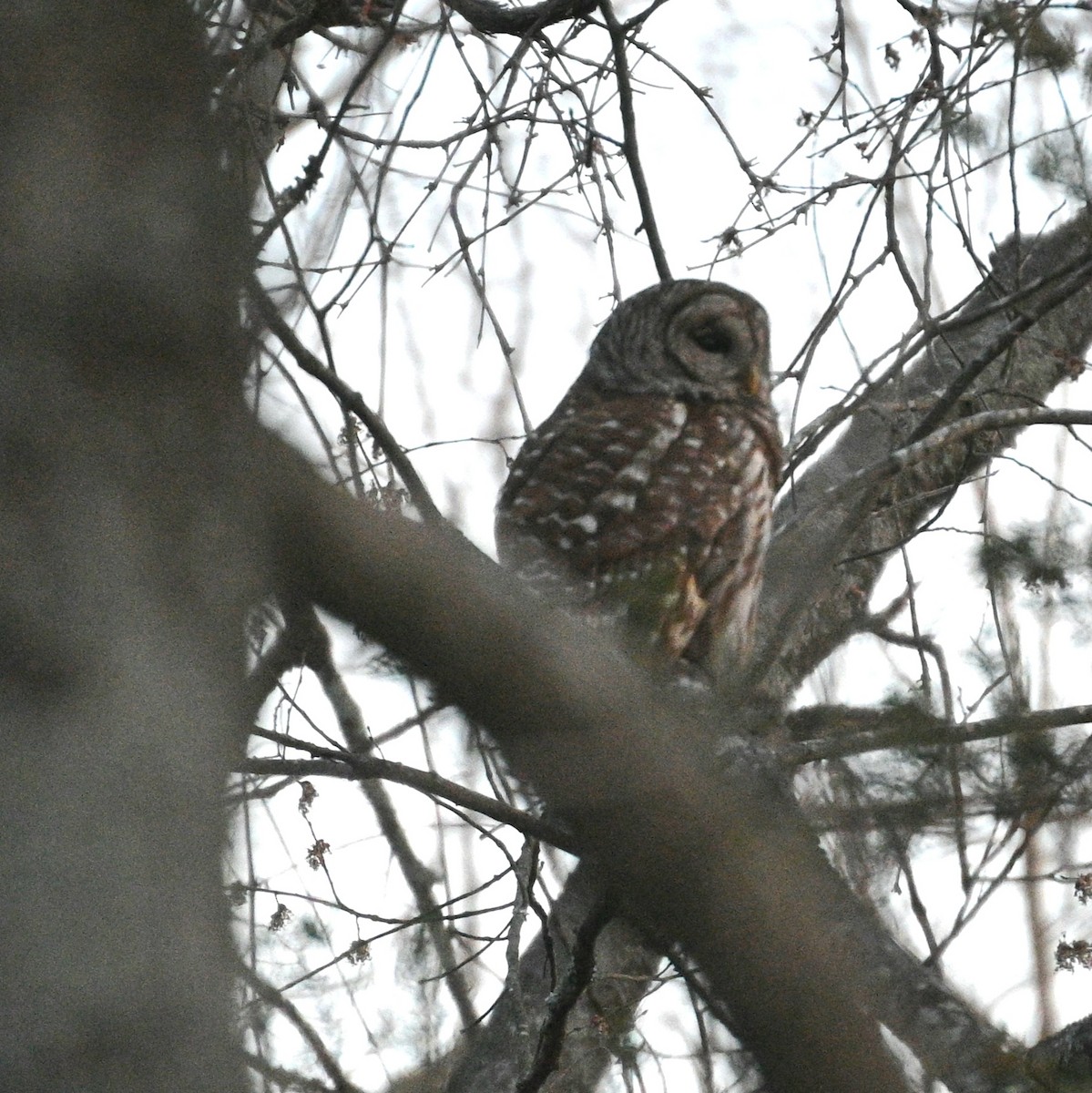 Barred Owl - ML632023701