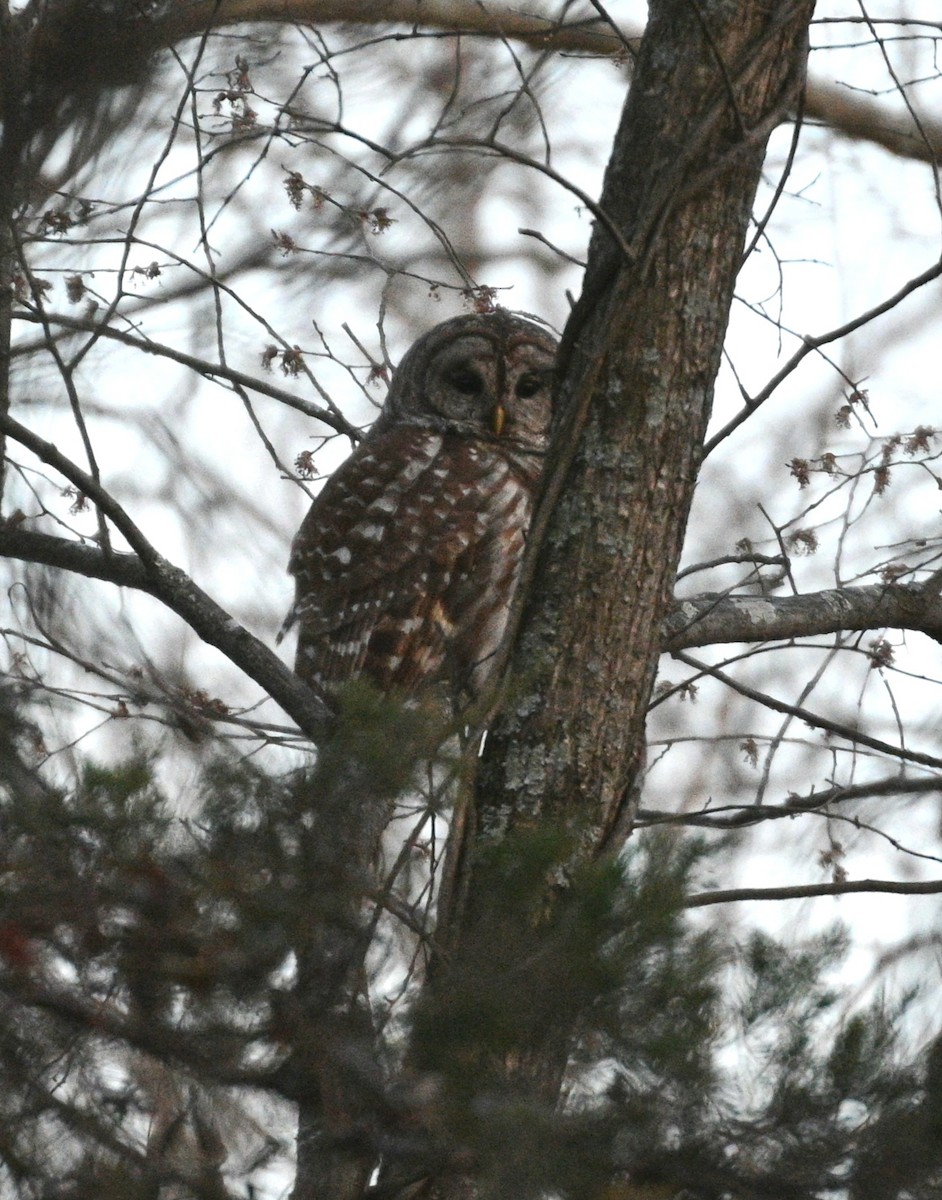Barred Owl - ML632023702