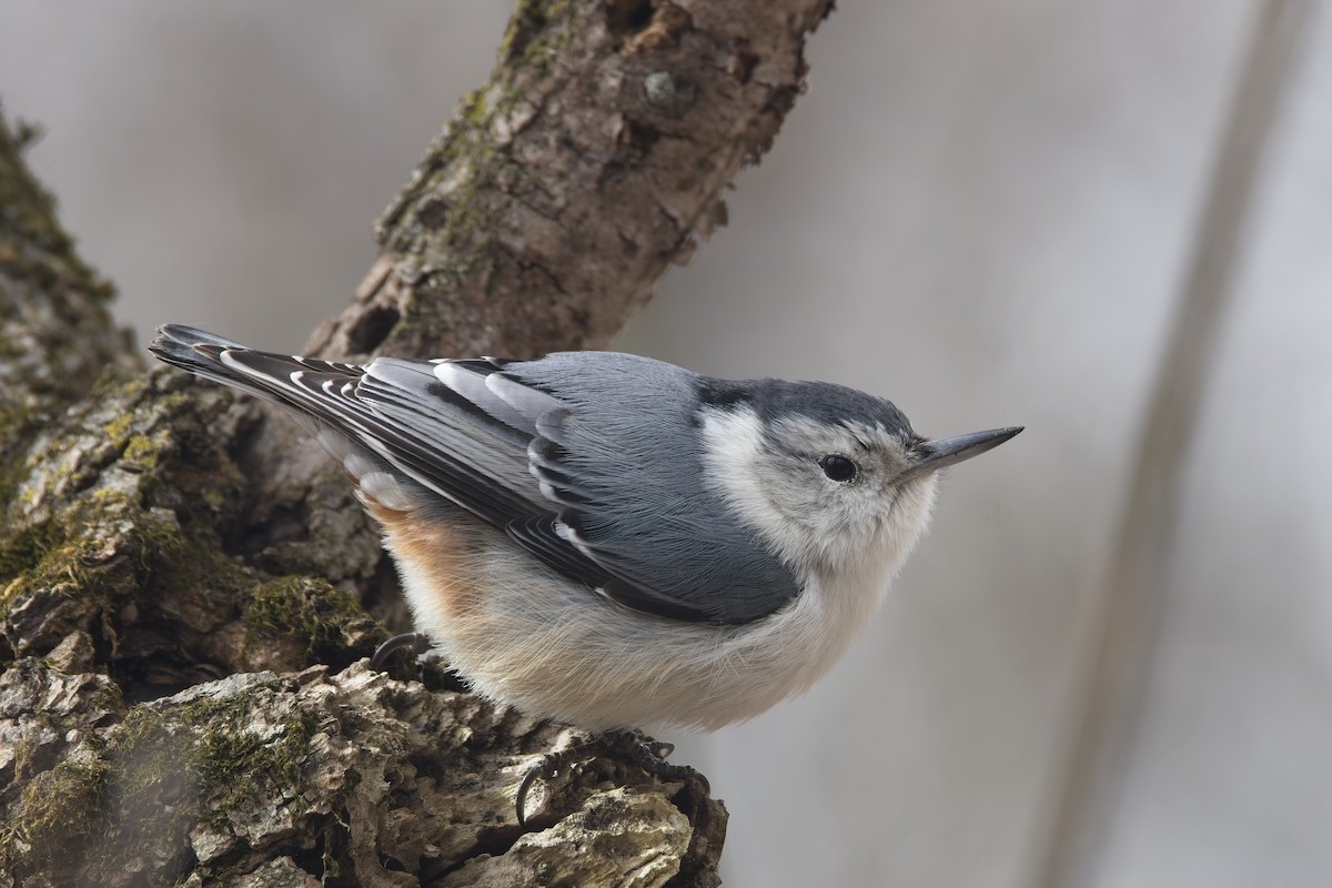 White-breasted Nuthatch - ML632023851