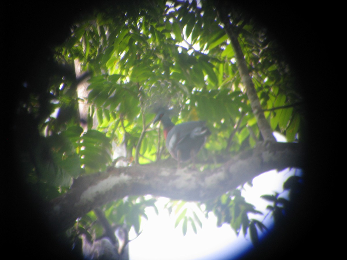 Victoria Crowned-Pigeon - ML632023931