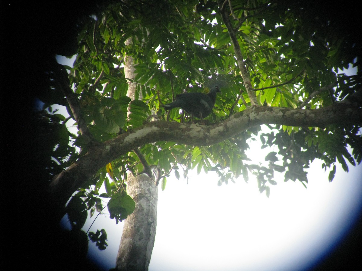 Victoria Crowned-Pigeon - ML632023933
