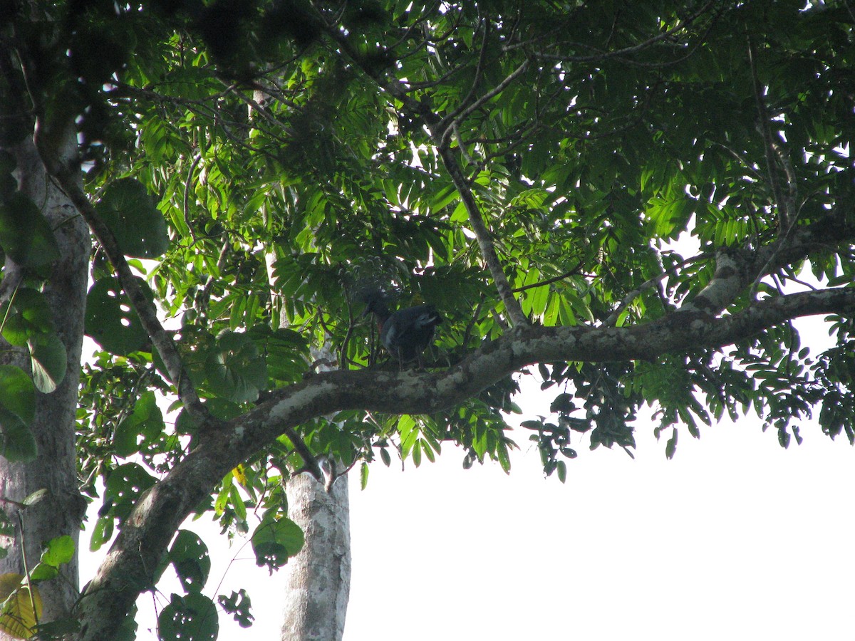 Victoria Crowned-Pigeon - ML632023935