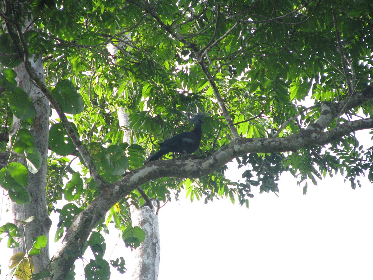 Victoria Crowned-Pigeon - ML632023936