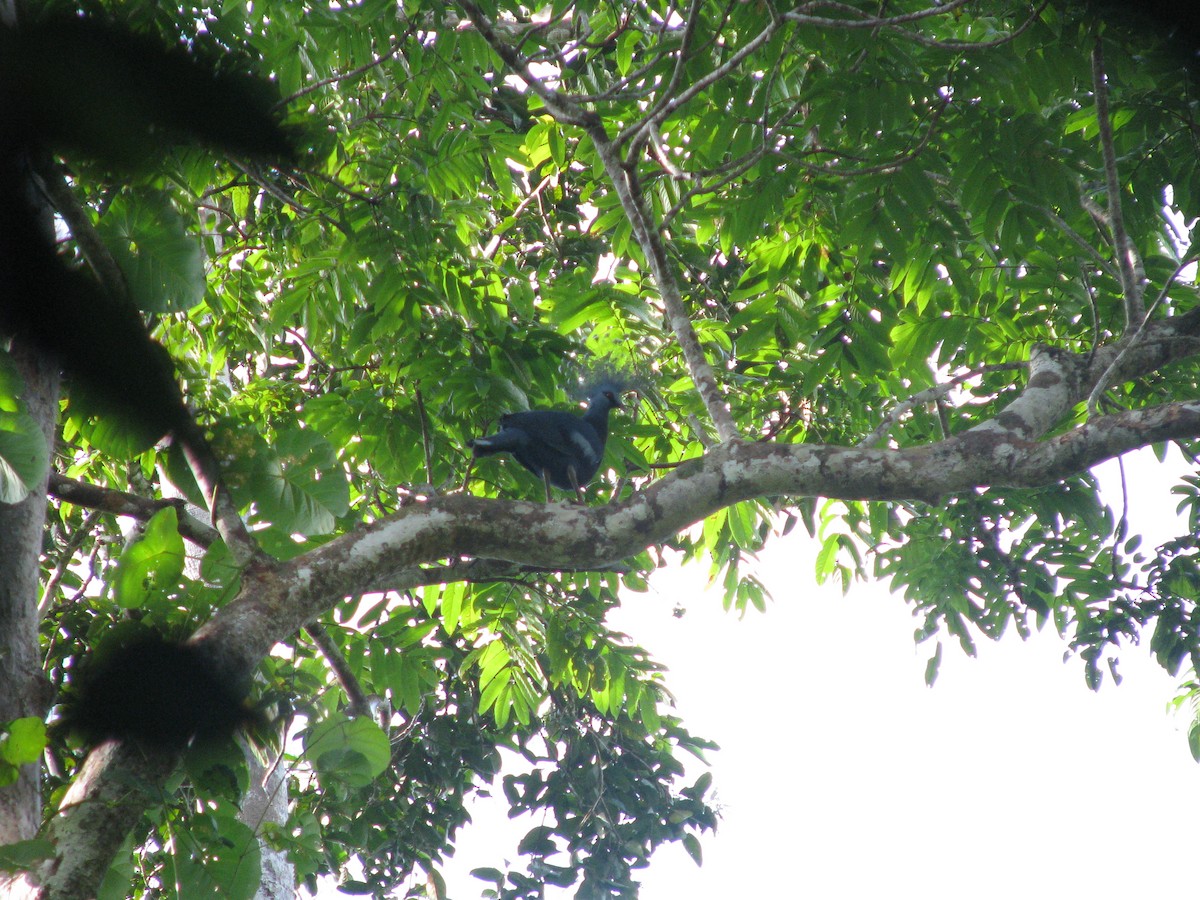 Victoria Crowned-Pigeon - ML632023937