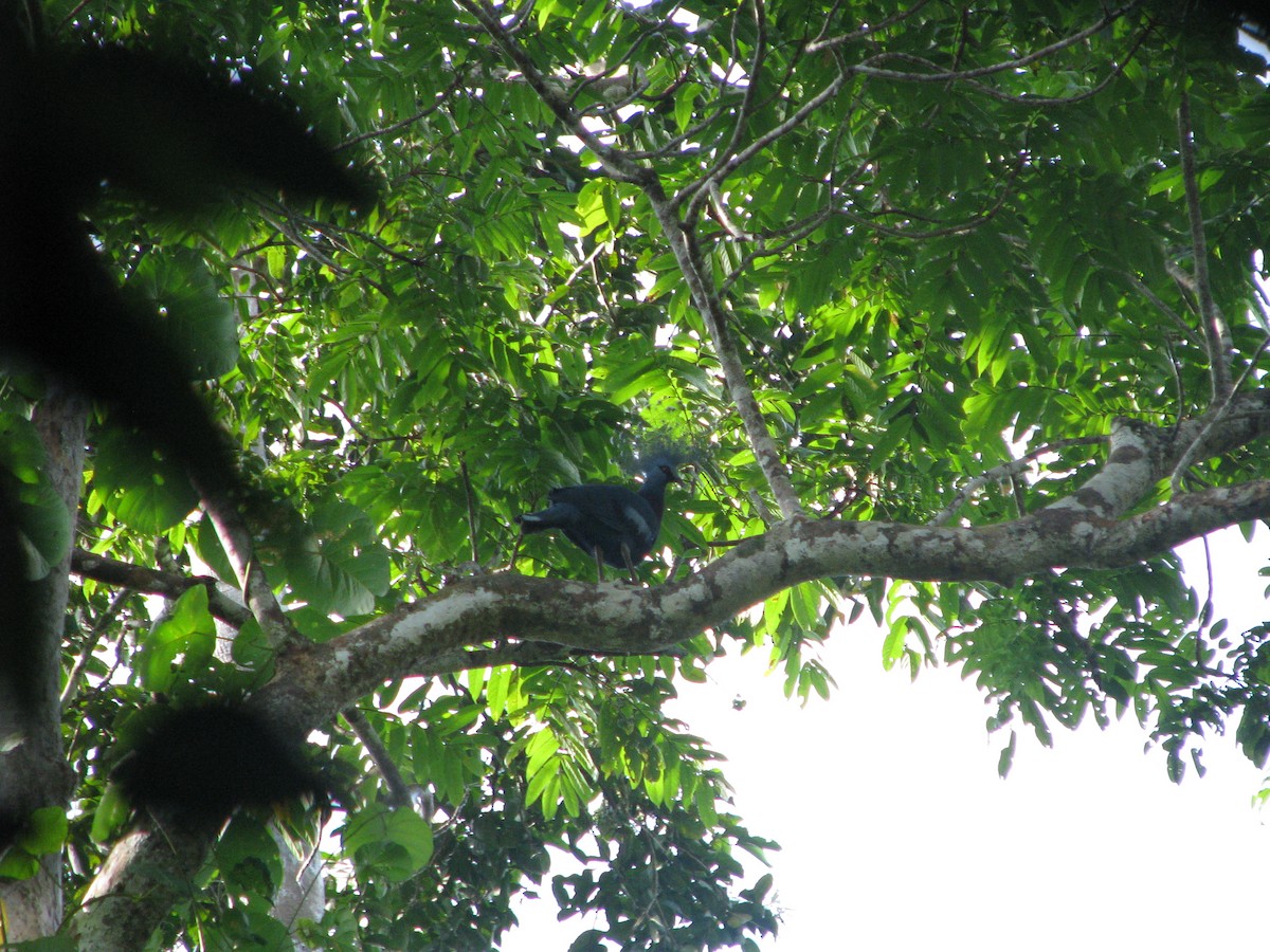 Victoria Crowned-Pigeon - ML632023938