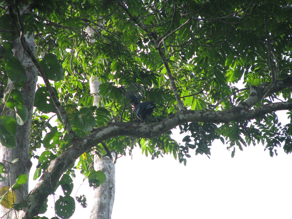 Victoria Crowned-Pigeon - ML632023940