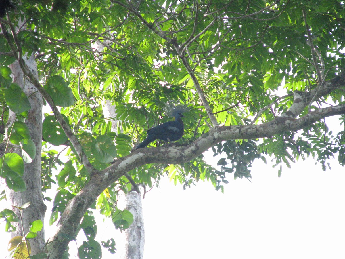 Victoria Crowned-Pigeon - ML632023941