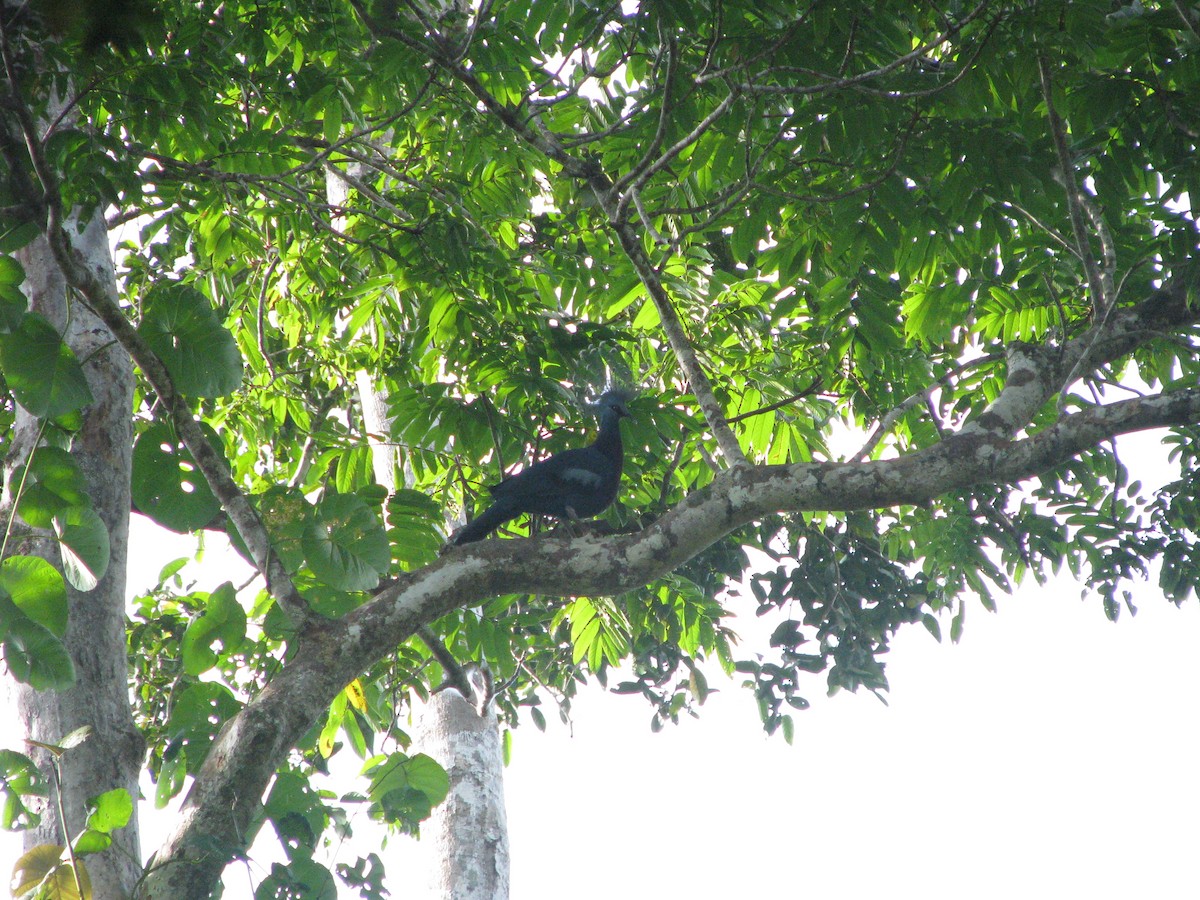 Victoria Crowned-Pigeon - ML632023942