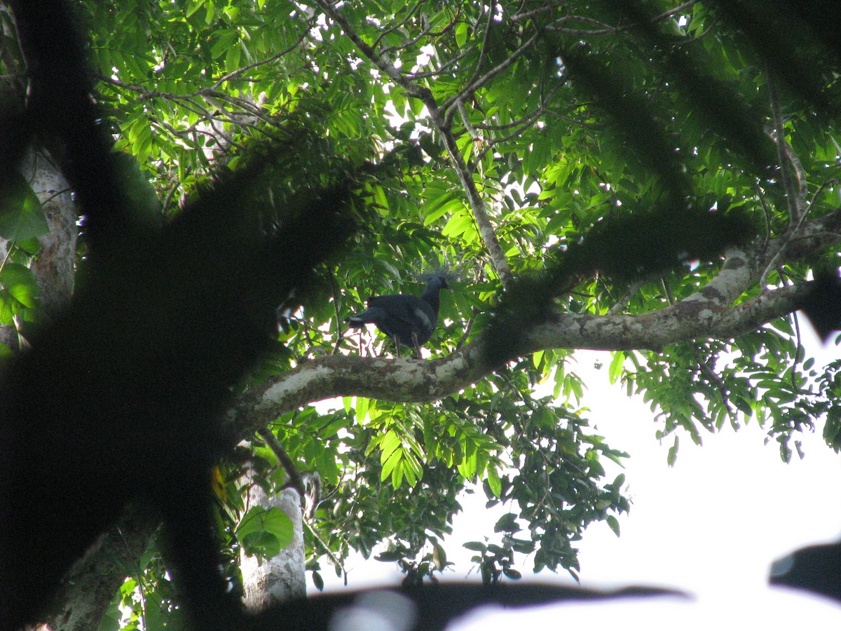 Victoria Crowned-Pigeon - ML632023943