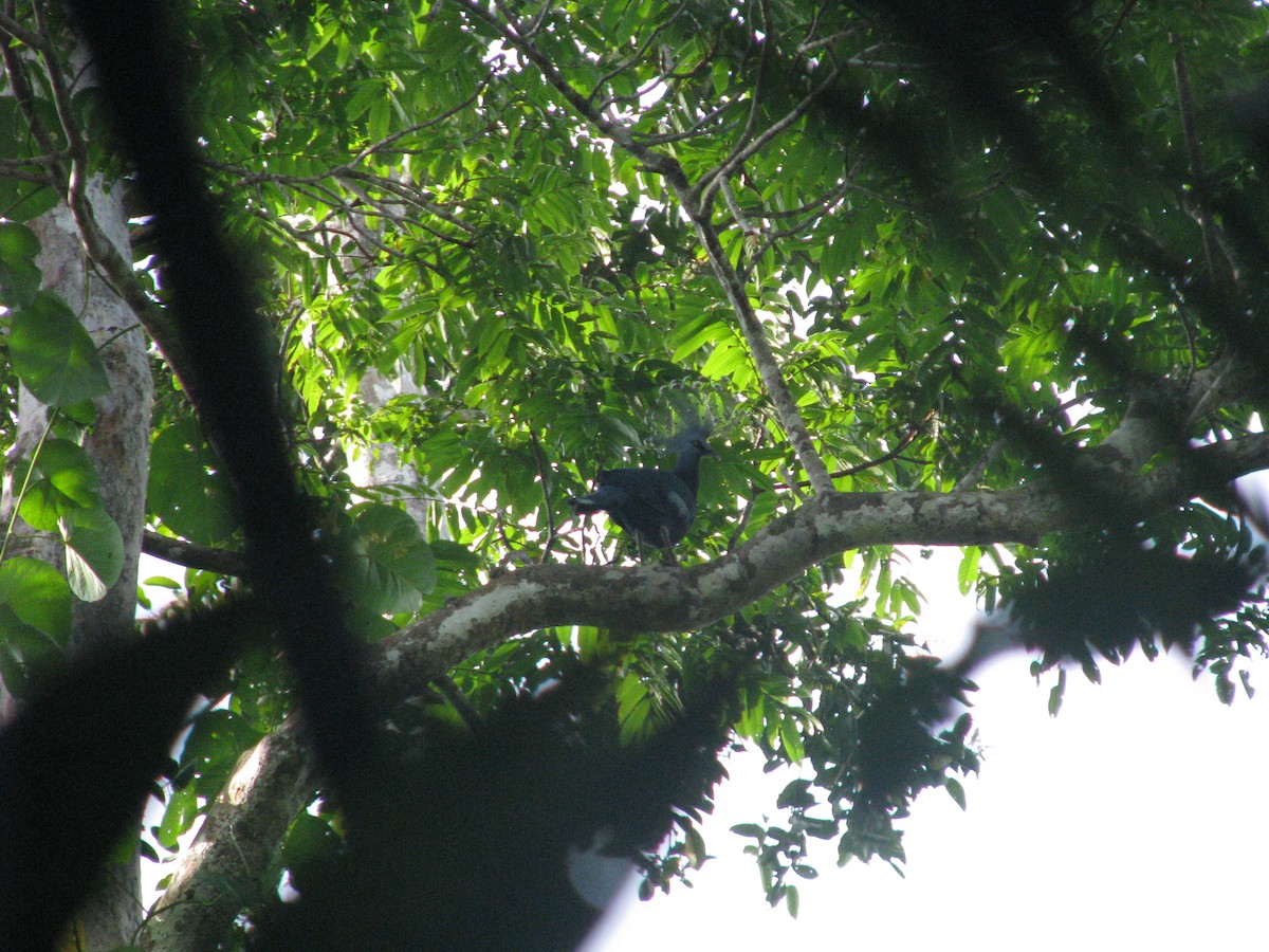 Victoria Crowned-Pigeon - ML632023944