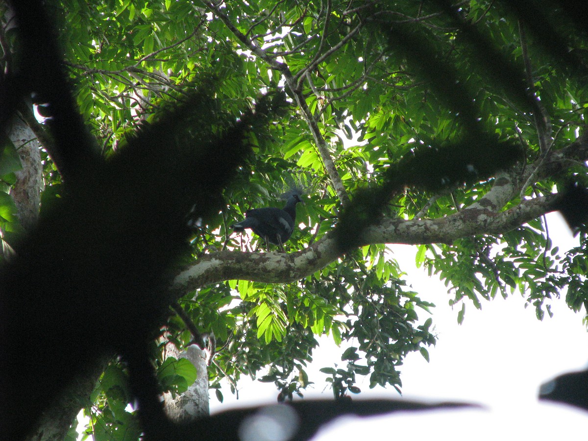 Victoria Crowned-Pigeon - ML632023945