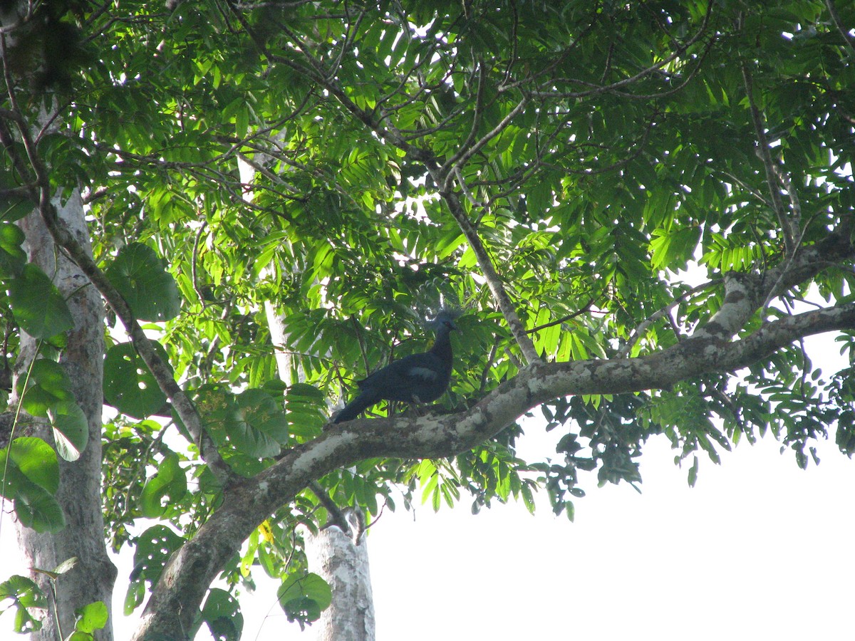 Victoria Crowned-Pigeon - ML632023946